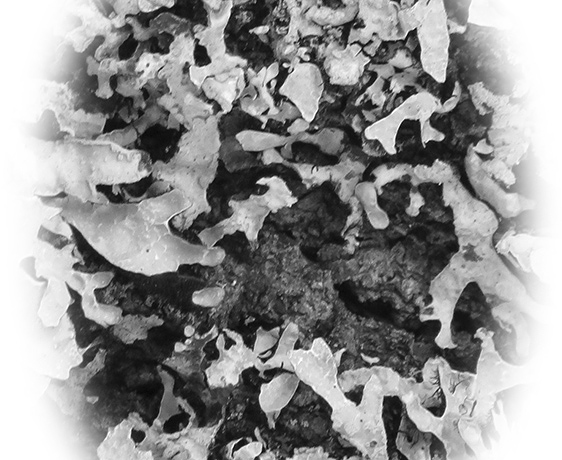 Lichen1.jpg