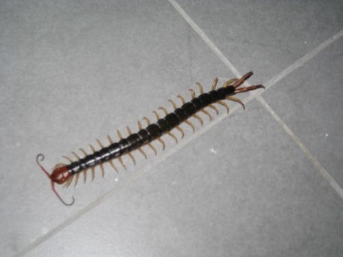 millipede_0.jpg