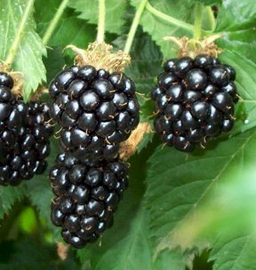 blackberries2.jpg