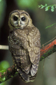 180px-Owl.gif