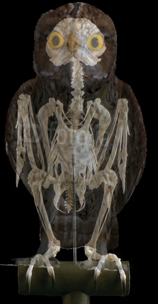 Owl skeletal over view.png