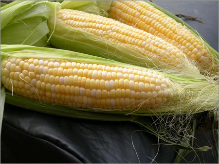 Maize-Sweet.jpg