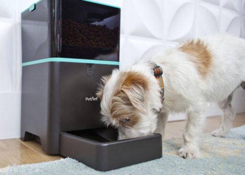 Dog eating from the SmartFeeder
