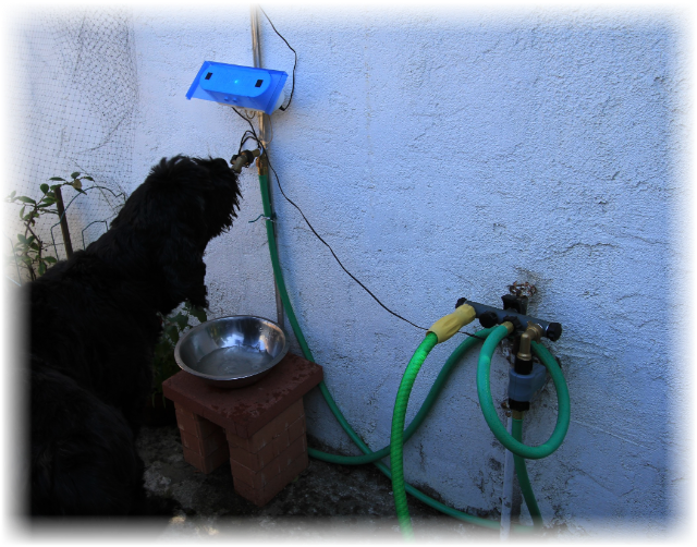 Dog drinking