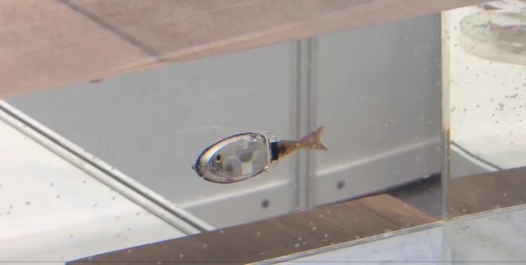 Robotic Fish