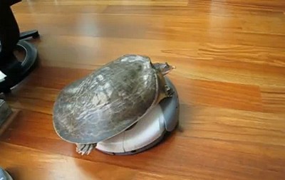 Turtle Roomba