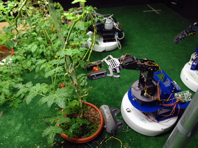 Robot Tended Tomato Garden
